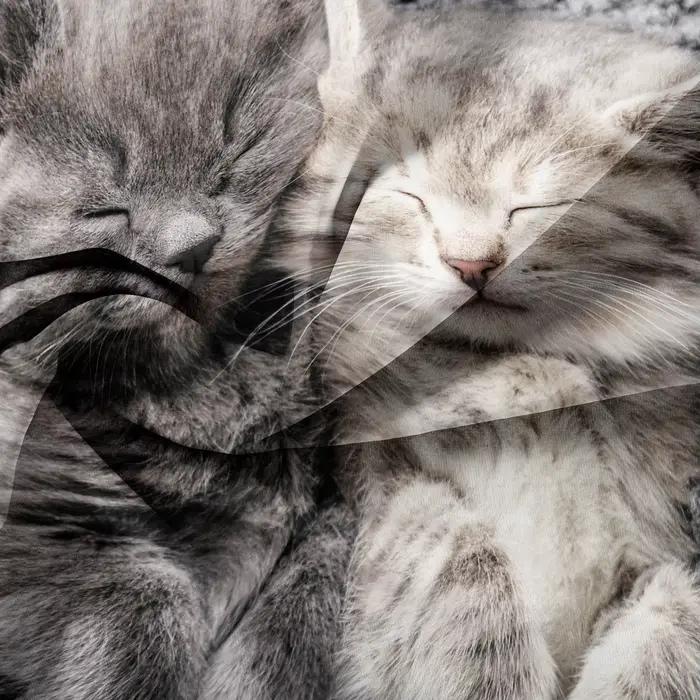 3 pièces romantique saint valentin haute qualité Couple chat imprimé literie housse de couette ensemble, doux confortable housse de couette de lit